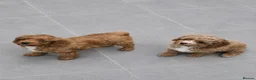 Cavapoo dogs for sale: Cavapoo babies ready to go  - Advert 2