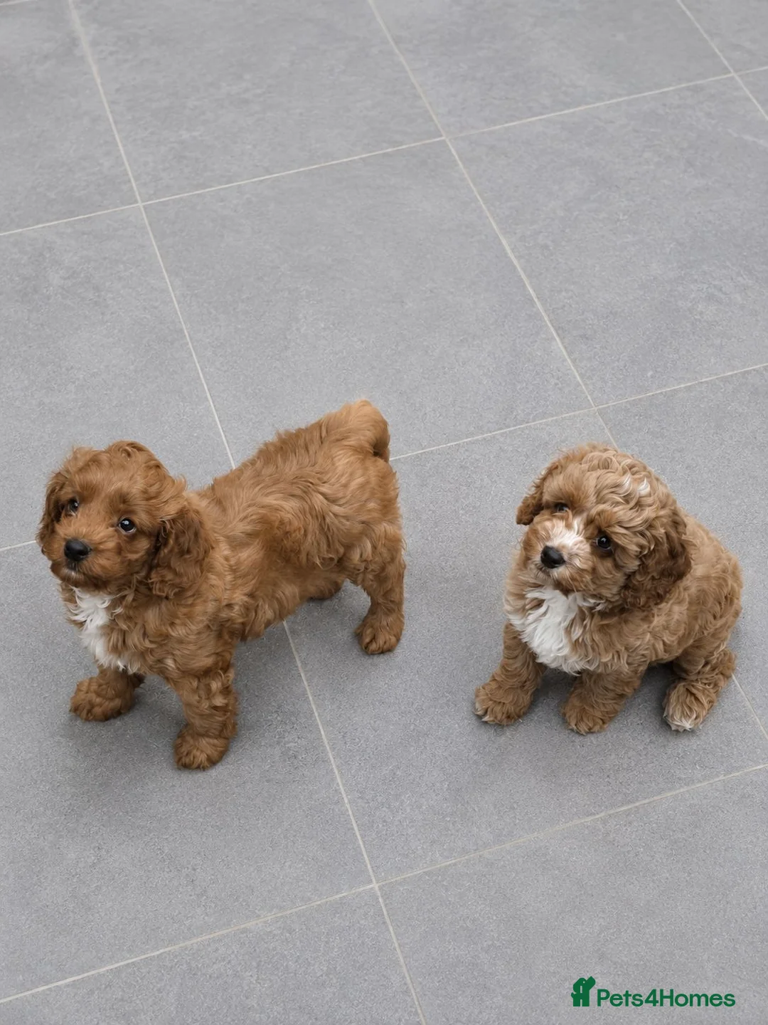 Cavapoo dogs for sale: Cavapoo babies ready to go  - Advert 2