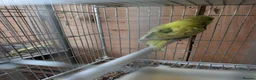 Budgerigars birds for sale: Baby Budgies - Advert 3