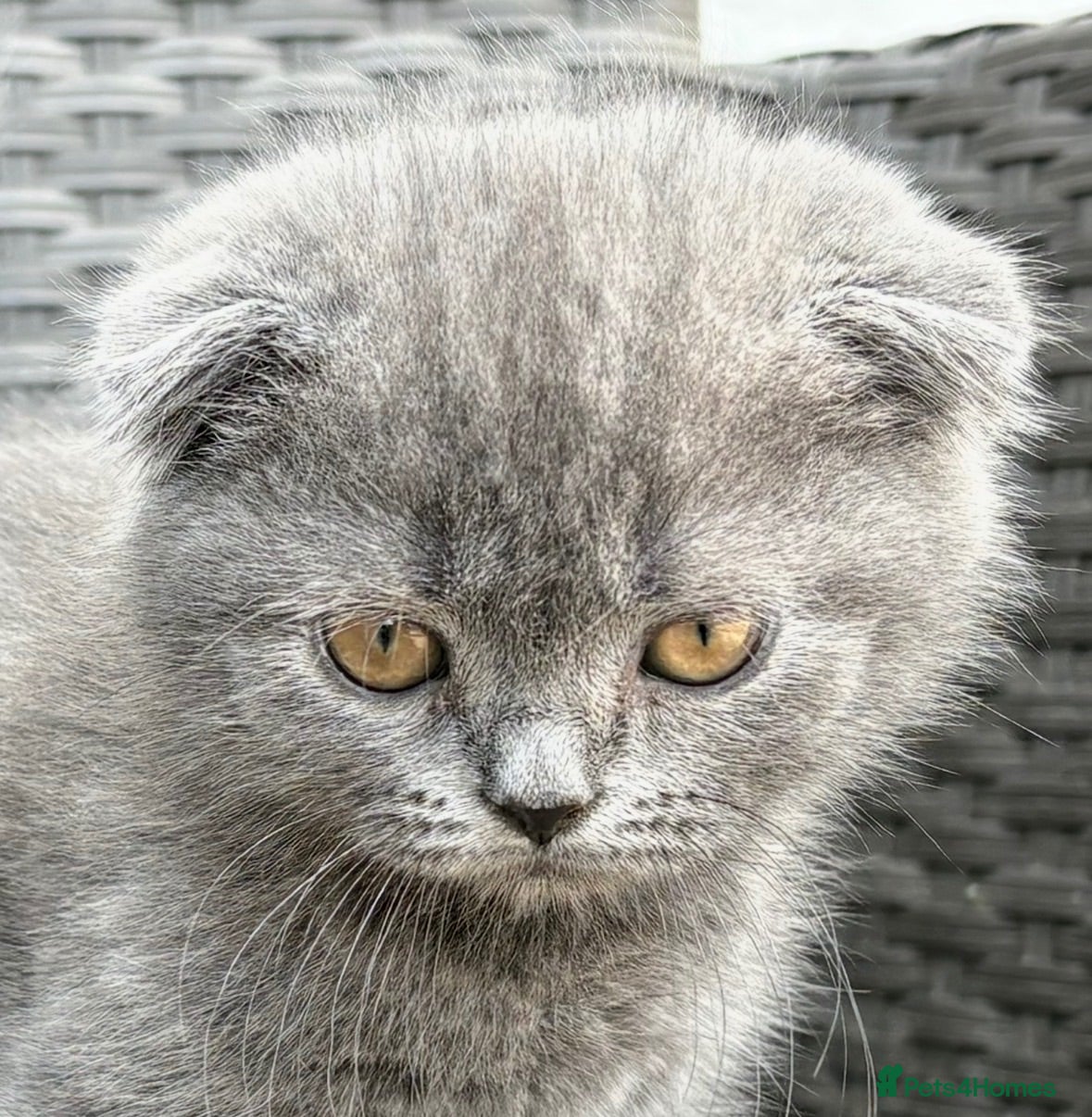 Scottish Fold cats Scottish fold X BSH - Advert 9