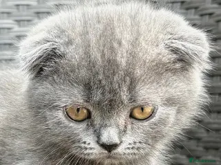 Scottish Fold cats Scottish fold X BSH - Advert 5