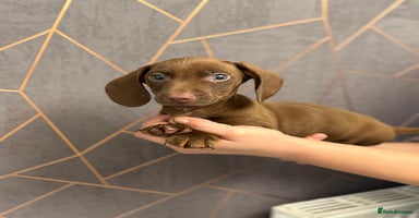 Miniature Dachshund dogs - Advert 3