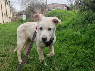 Mixed Breed dogs Muffin in Minehead - Advert 1