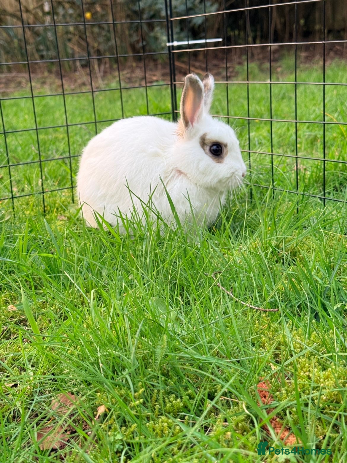 Netherland Dwarf rabbits 2 male Netherland dwarfs for rehoming  - Advert 1