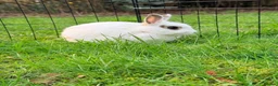 Netherland Dwarf rabbits for sale: 2 male Netherland dwarfs for rehoming  - Advert 1