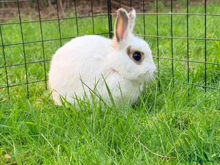 Netherland Dwarf rabbits 2 male Netherland dwarfs for rehoming - Advert 5