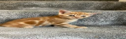 Mixed Breed cats for sale: Loving kittens looking for new family - Advert 9