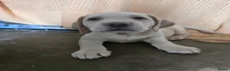 Mixed Breed dogs for sale: Lab Cross weimaraner  - Advert 3