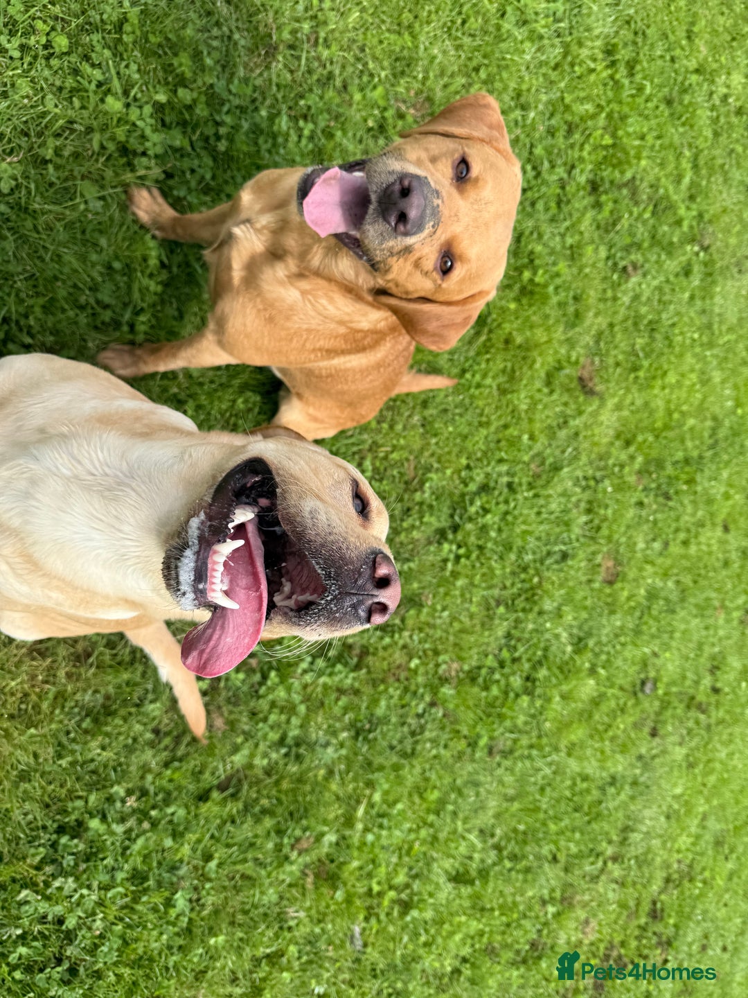 Labrador Retriever dogs for stud: 2 handsome  kc registered brothers for stud - Advert 2
