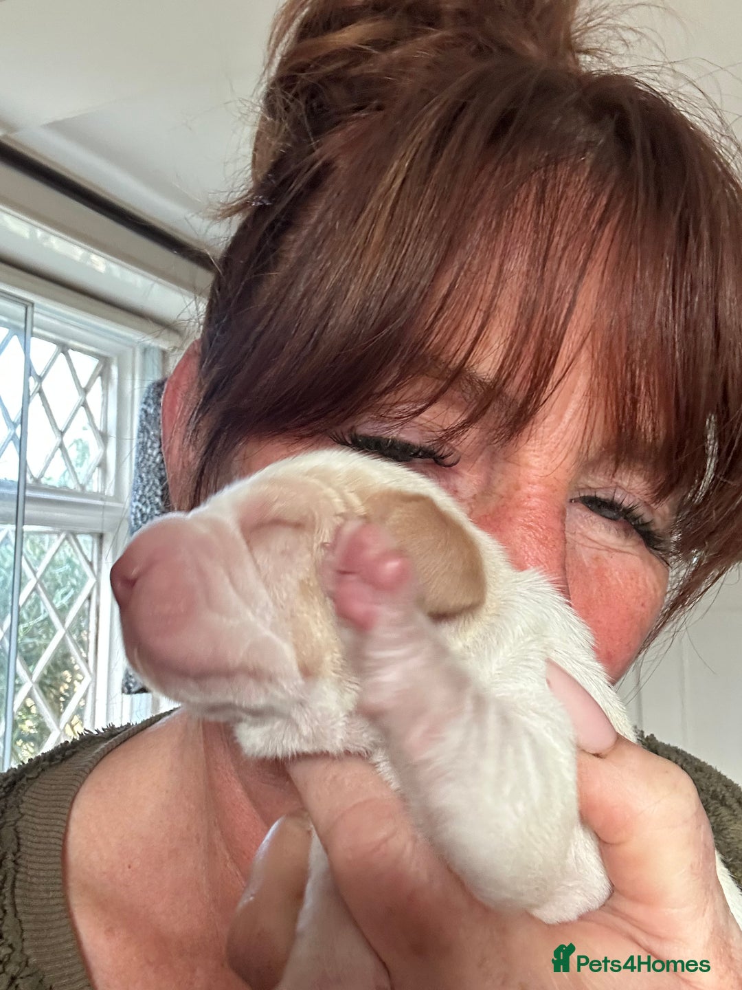 Bracco Italiano dogs for sale: Adorable Bracco Puppies Due 3rd October  - Image 17
