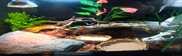 Leopard Gecko reptiles for sale: Zorro Bandit leopard gecko + set up - Advert 5