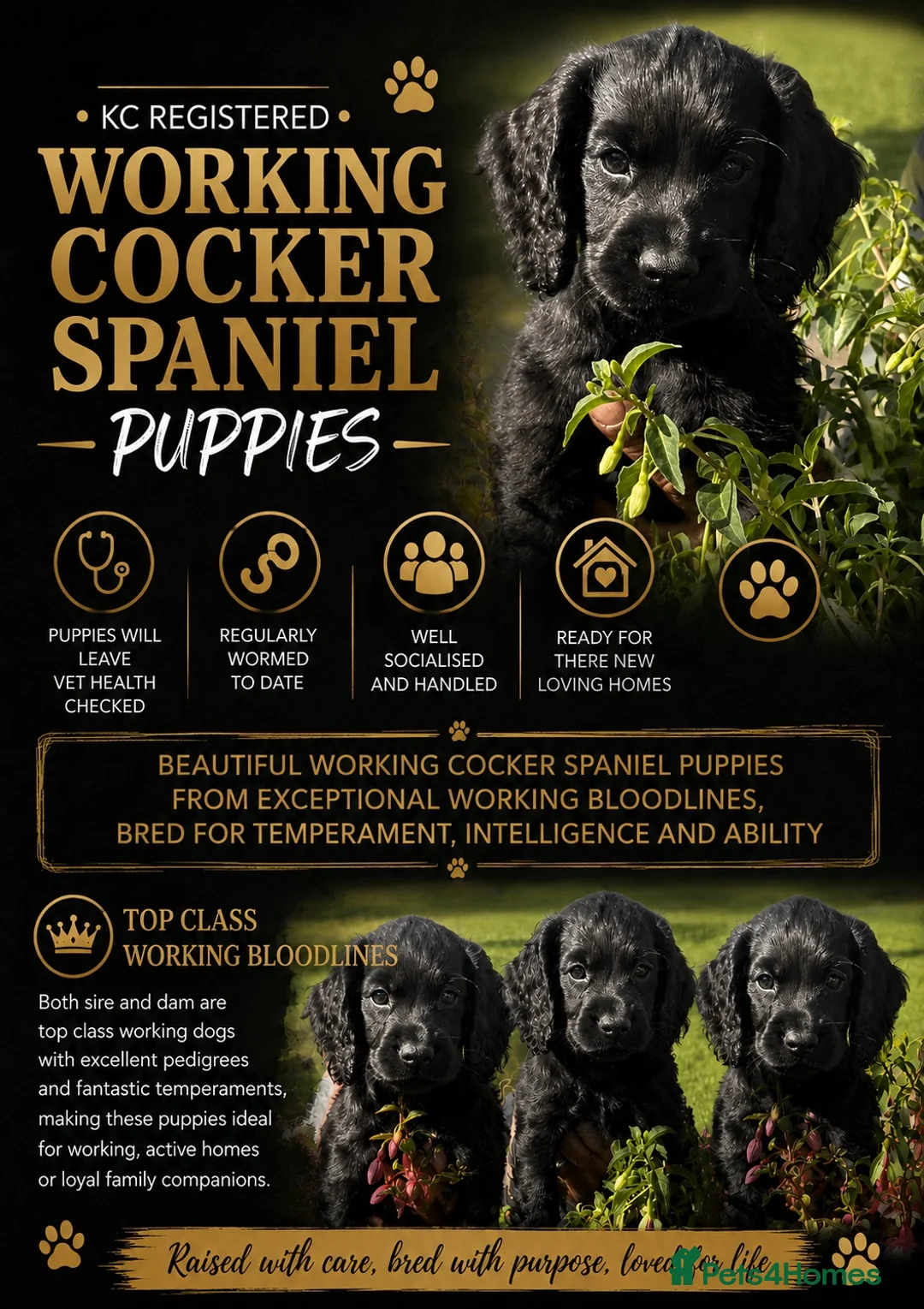 Cocker Spaniel dogs for sale: Cocker pups for sale  - Advert 1