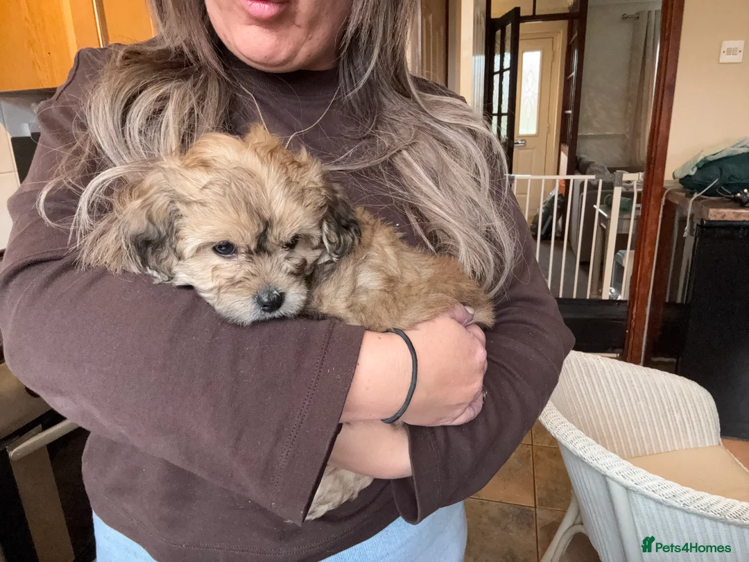 Maltipoo dogs for sale: Maltipoo  - Advert 5