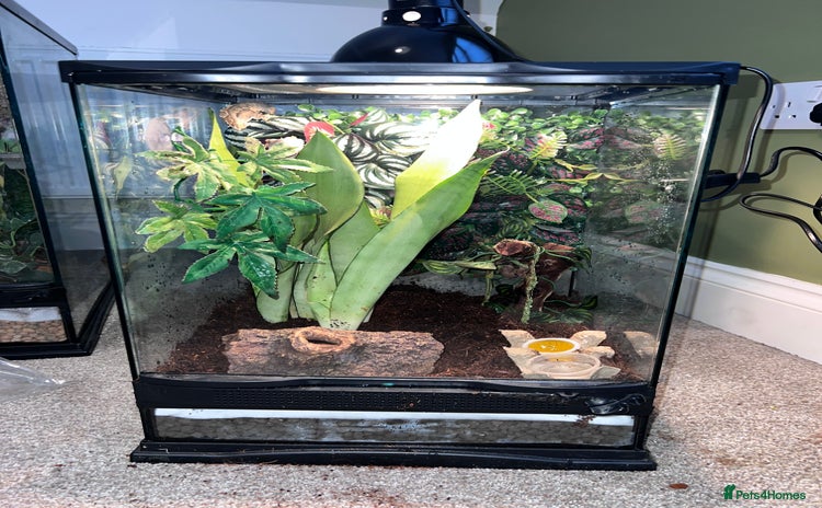 Gecko reptiles - Advert 4