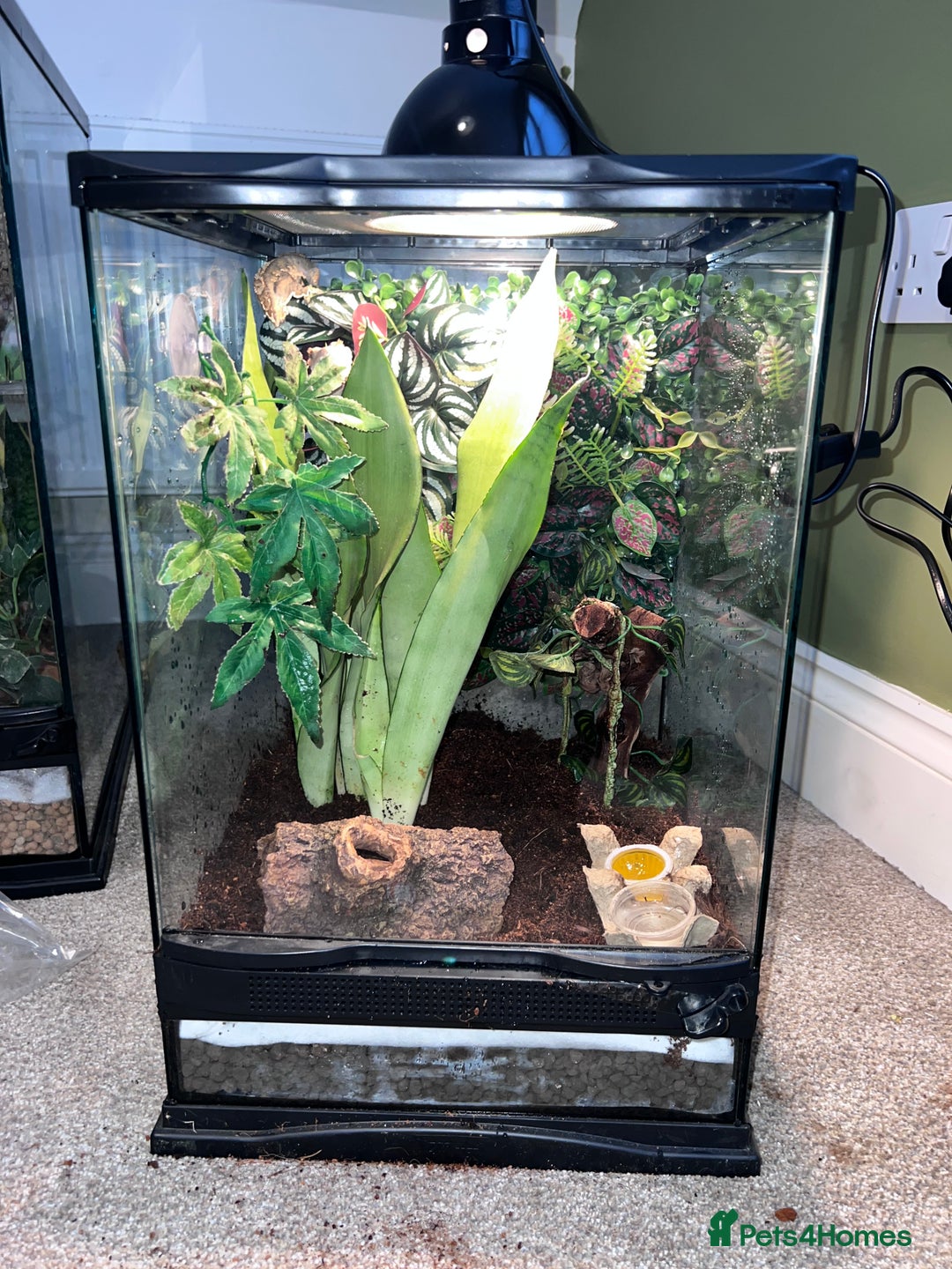 Gecko reptiles for sale: 2 baby crested geckos - Image 1