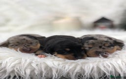 Miniature Dachshund dogs for sale: Ready to leave 20th of December🥰🐾 - Advert 5