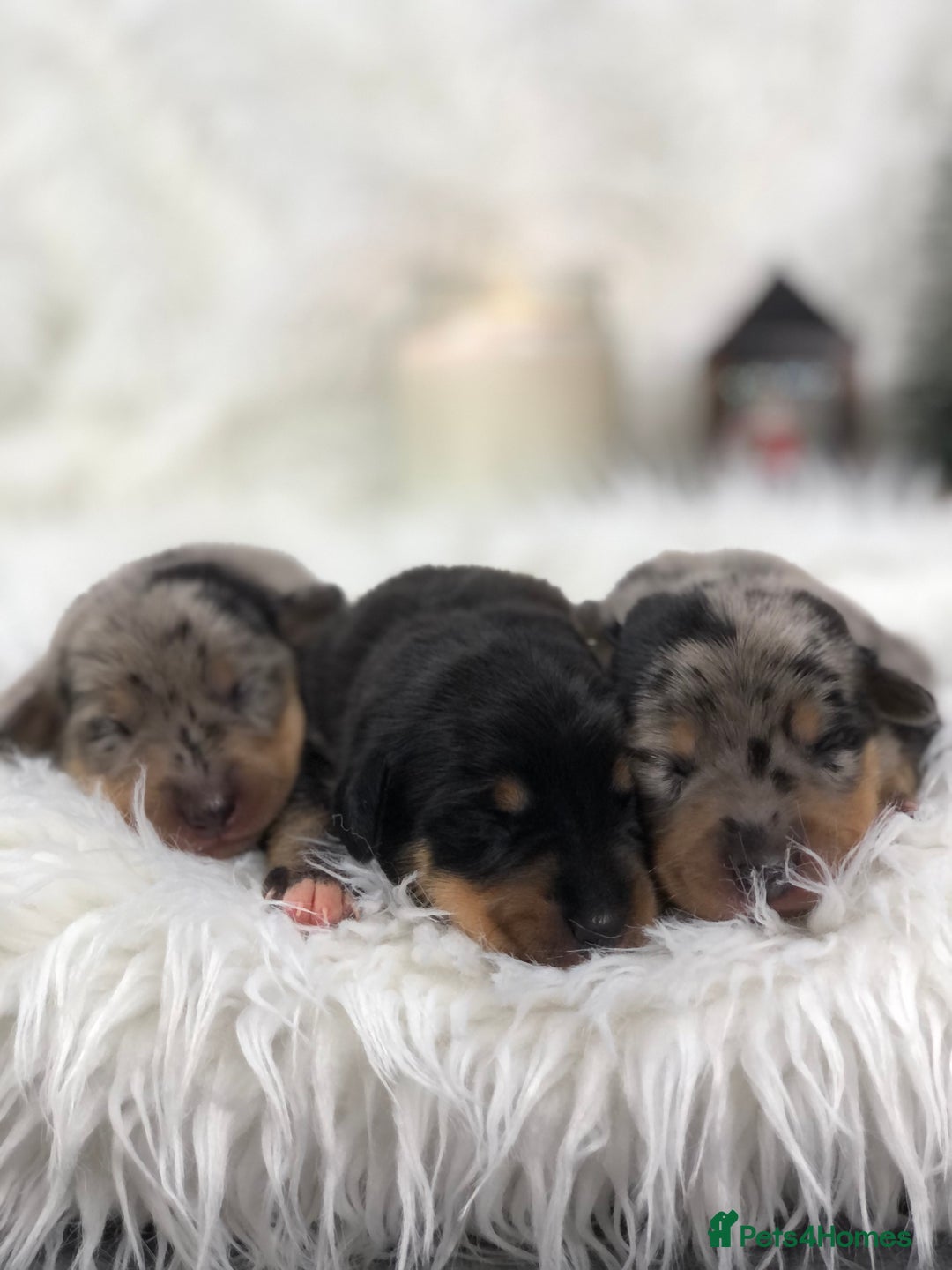 Miniature Dachshund dogs for sale: Ready to leave 20th of December🥰🐾 - Advert 5
