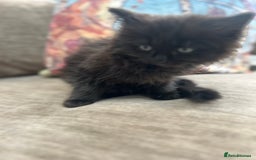 Ragdoll cats for sale: Ragdoll X beautiful balls of fluff  - Image 2