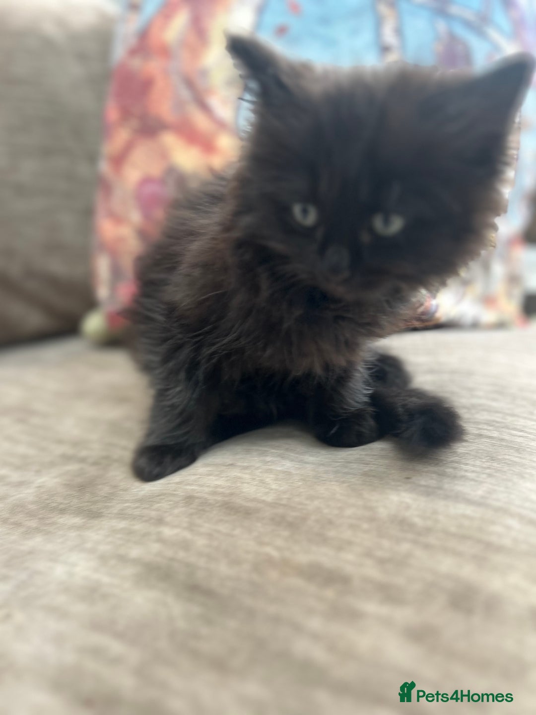 Ragdoll cats for sale: Ragdoll X beautiful balls of fluff  - Image 2