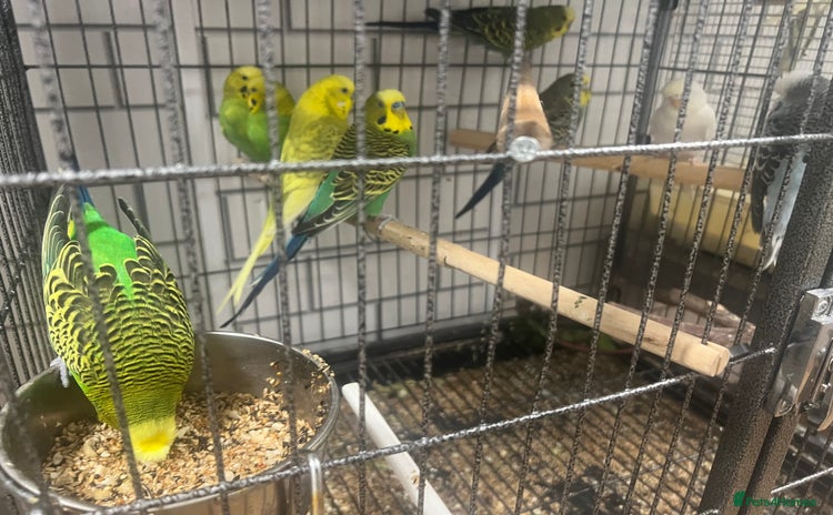 Budgerigars birds - Advert 7