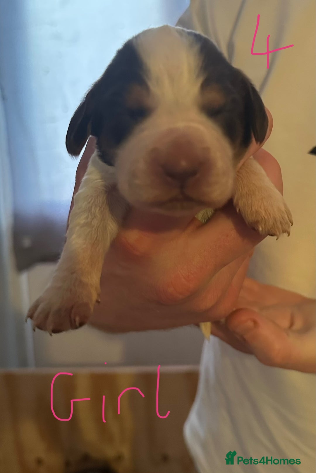Cocker Spaniel dogs for sale: Cocker spaniel puppies  in Kidderminster - Image 8