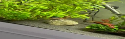 Barbs fish for sale: Tropical setup in Nottingham - Advert 3