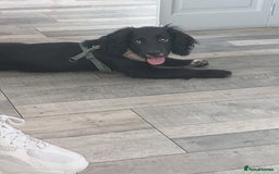 Cocker Spaniel dogs for sale: Rocco  - Image 3