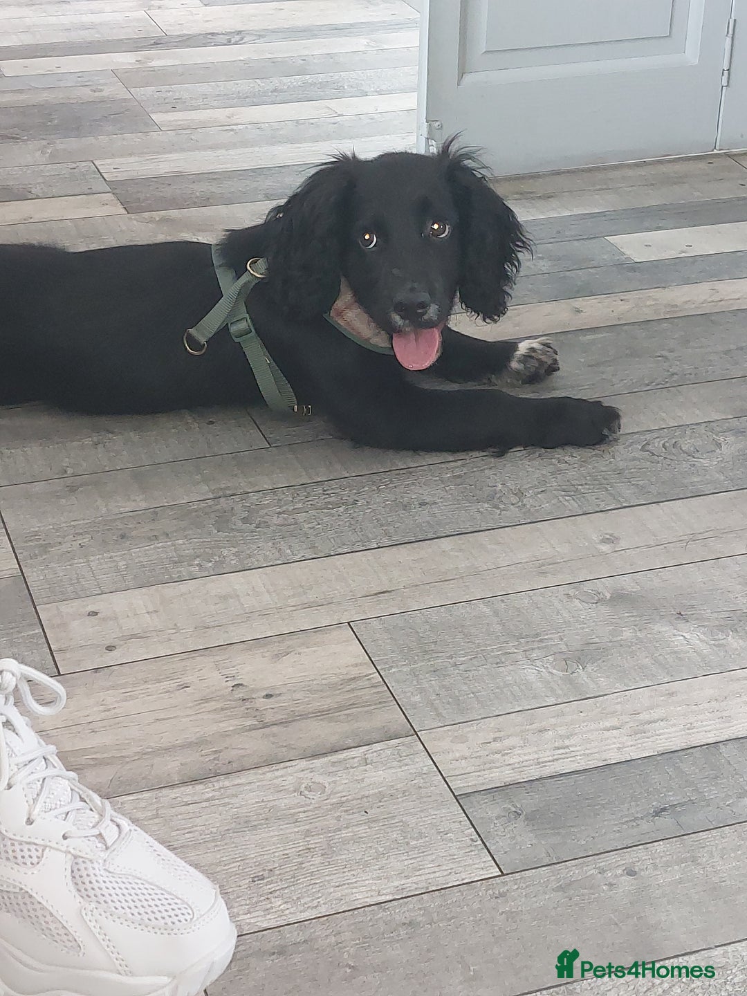 Cocker Spaniel dogs for sale: Rocco  - Image 3