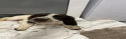 Cocker Spaniel dogs for sale:  Beautiful cocker spaniels  - Advert 27