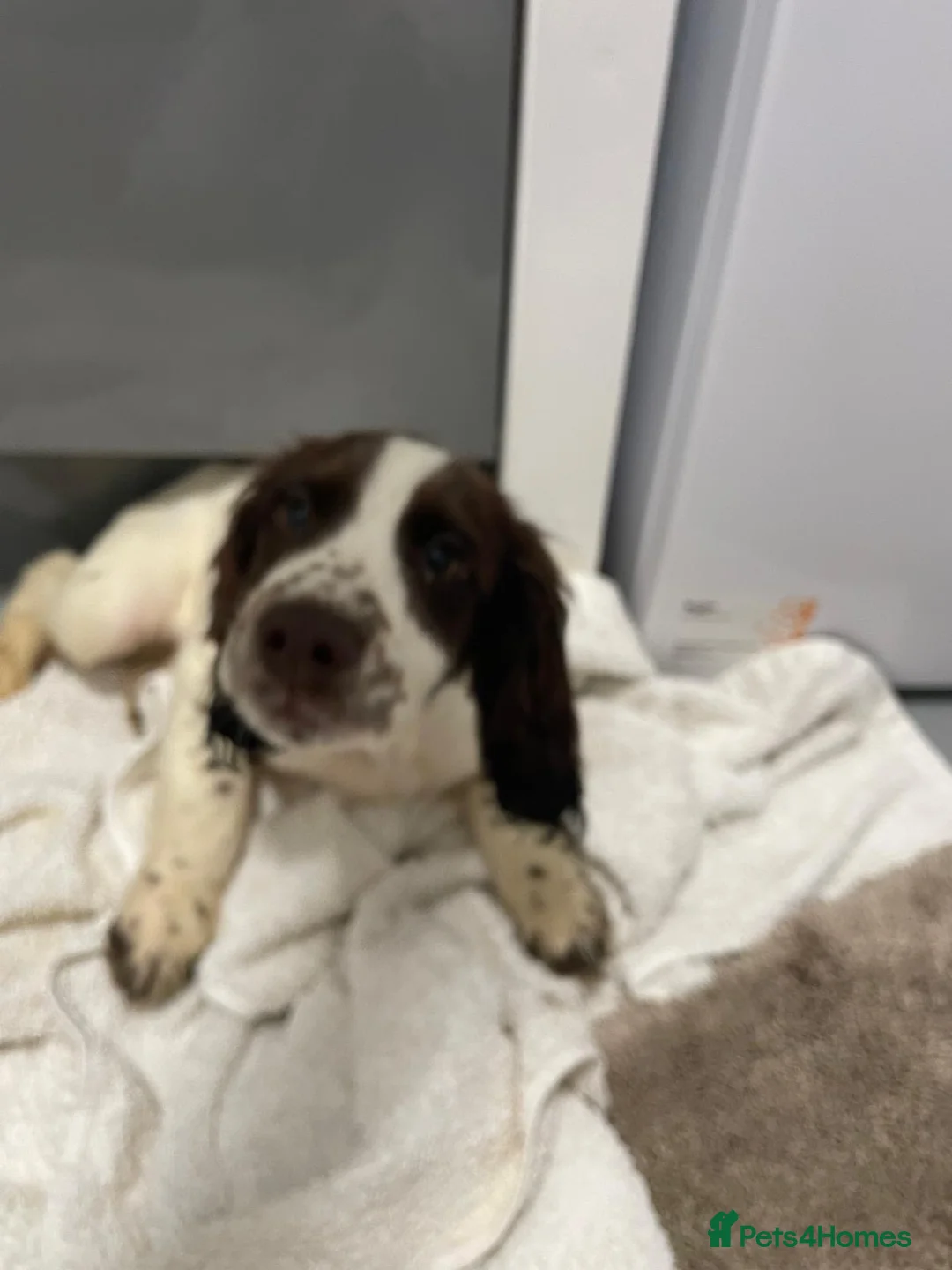 Cocker Spaniel dogs for sale:  Beautiful cocker spaniels  - Advert 27