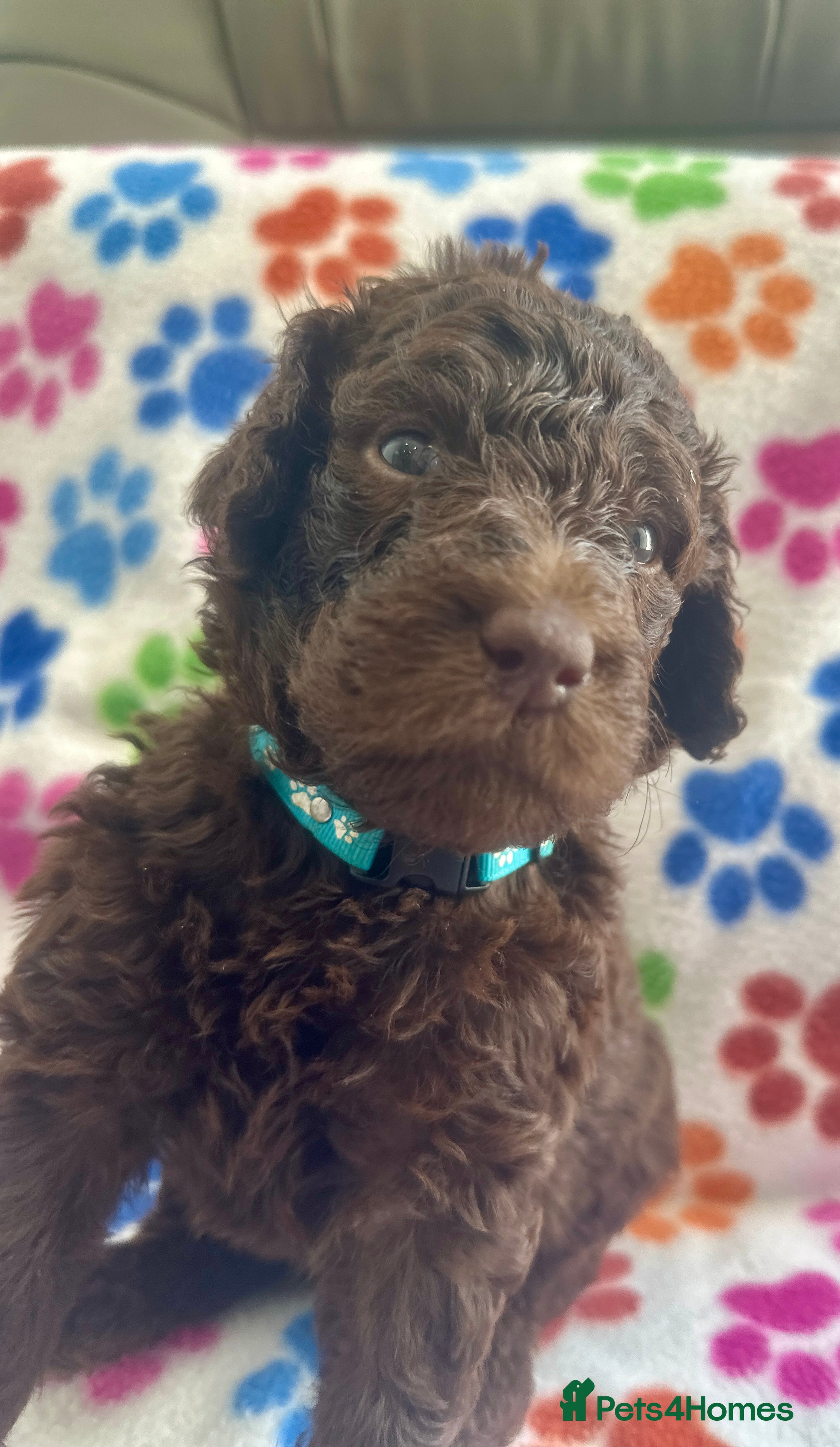 Saint Berdoodle dogs ⭐ Beautiful St Berdoodle Boy – 5⭐ Licensed Breeder - Advert 1