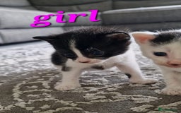 Maine Coon cats for sale: Beautiful Maine Coon X kittens  - Image 3