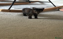 Mixed Breed cats for sale: 3 kittens for sale.  - Image 12