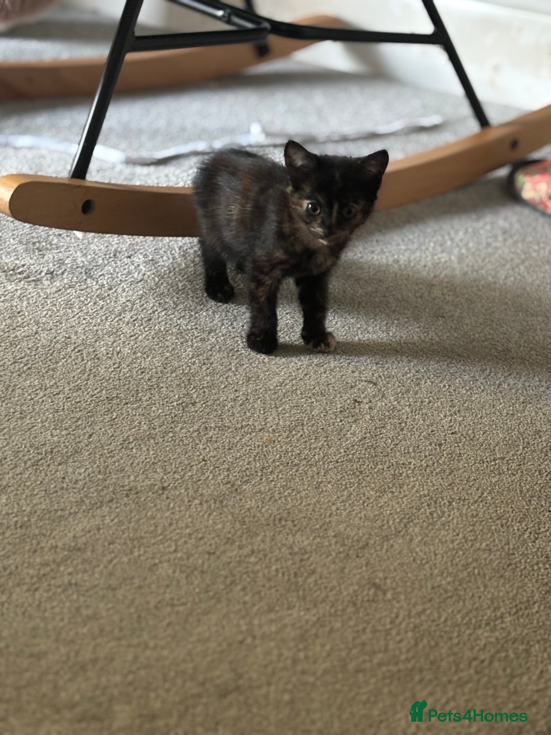 Mixed Breed cats for sale: 3 kittens for sale.  - Image 12