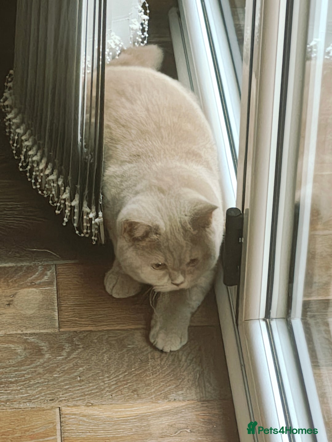 British Longhair cats for sale: Fawn male carrier of longhair Tica  - Image 2