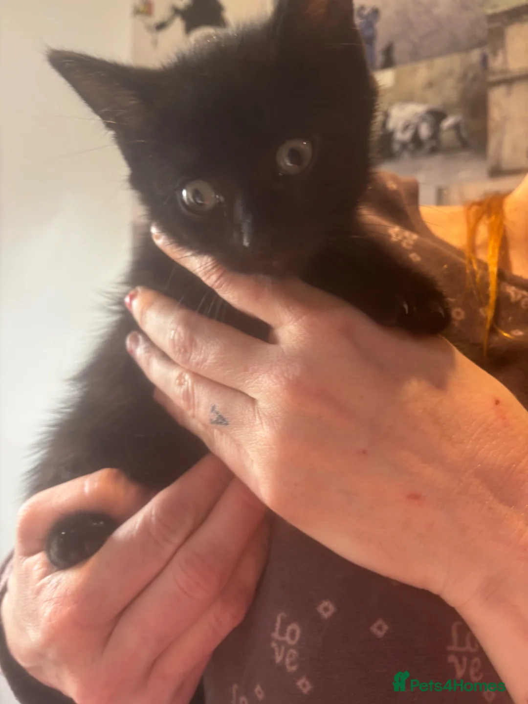 Mixed Breed cats for sale: Kittens - Advert 3