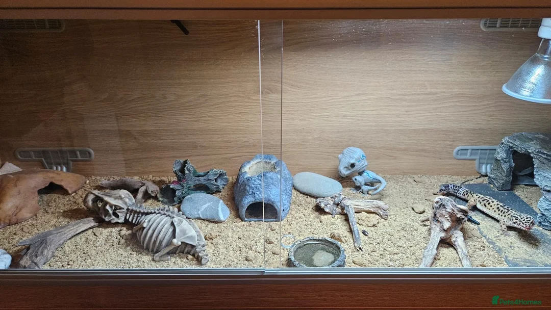 Leopard Gecko reptiles for sale: Leopard Gecko & Set Up in Havant - Advert 5