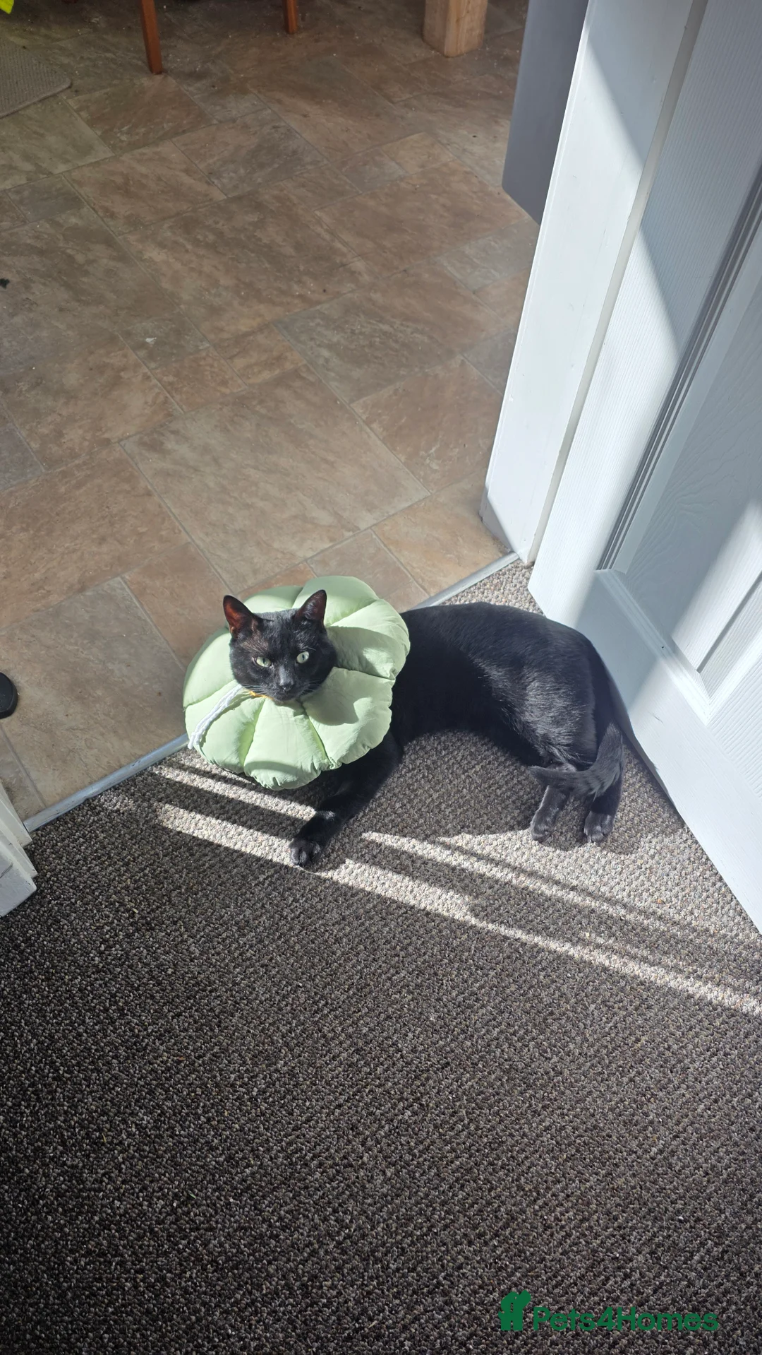 Domestic Shorthair cats for sale: Odin, male 5 yo - Advert 1