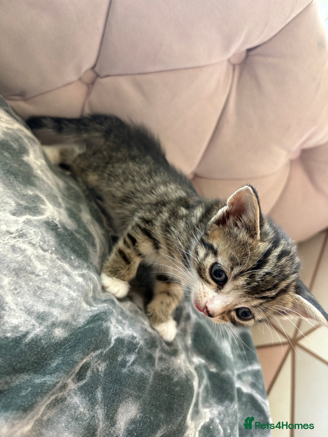Mixed Breed cats for sale: 6 kittens not ready till 14th August  - Image 13