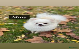 Pomeranian dogs for sale: ICE white Pomeranian girl READY NOW  - Image 12
