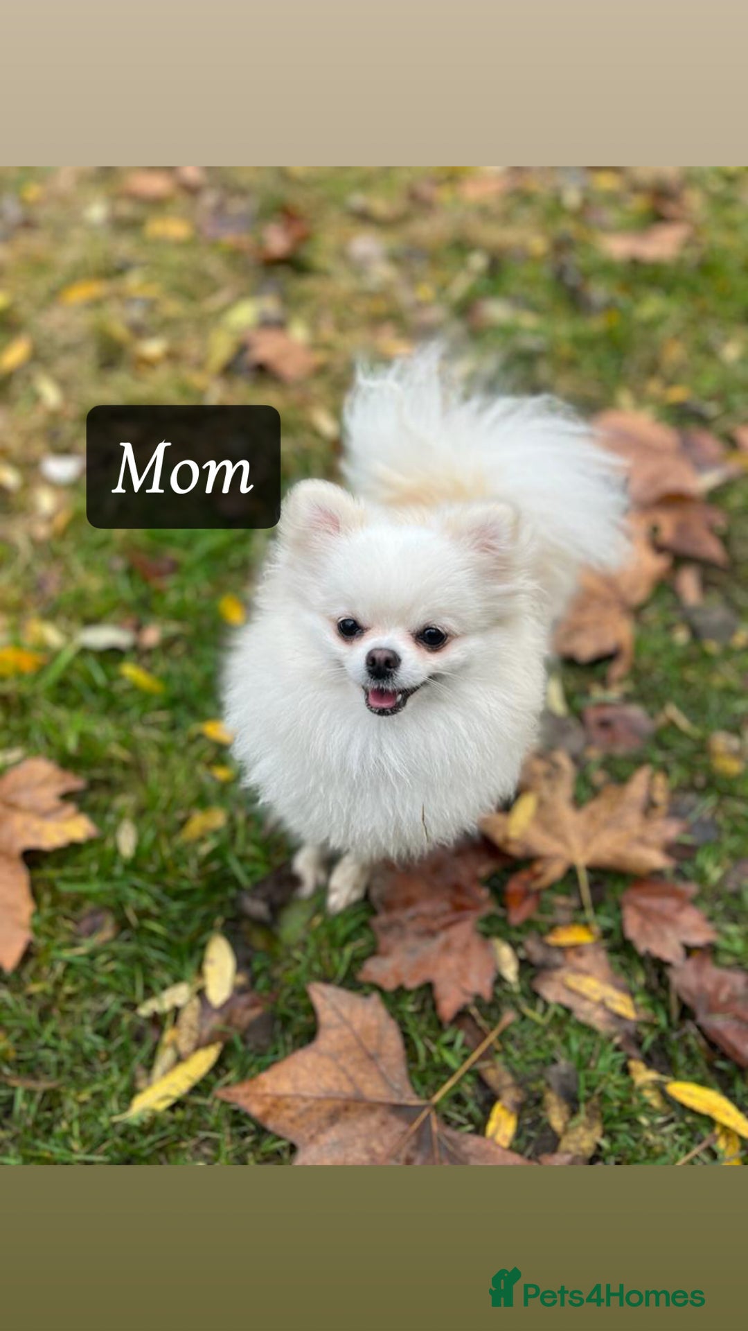 Pomeranian dogs for sale: ICE white Pomeranian girl READY NOW  - Image 12