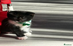 British Shorthair cats for sale: Beautiful bred British shorthairs  - Image 19