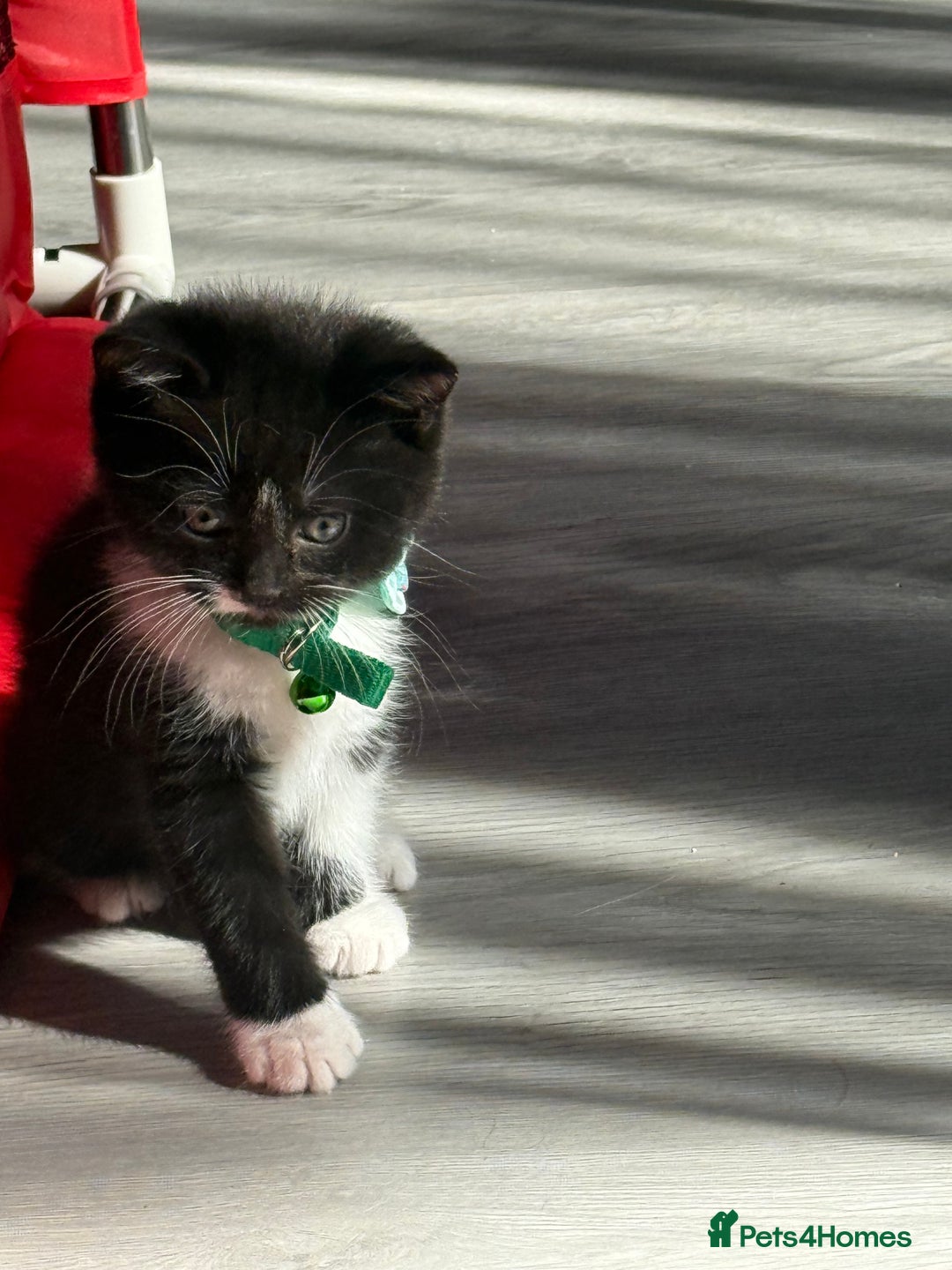 British Shorthair cats for sale: Beautiful bred British shorthairs  - Image 19