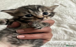 Maine Coon cats for sale: Adorable Kittens  - Image 22