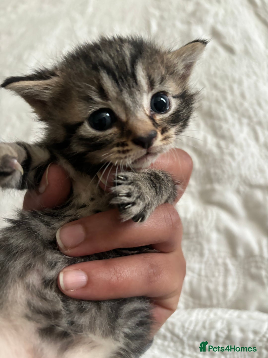 Maine Coon cats for sale: Adorable Kittens  - Image 22