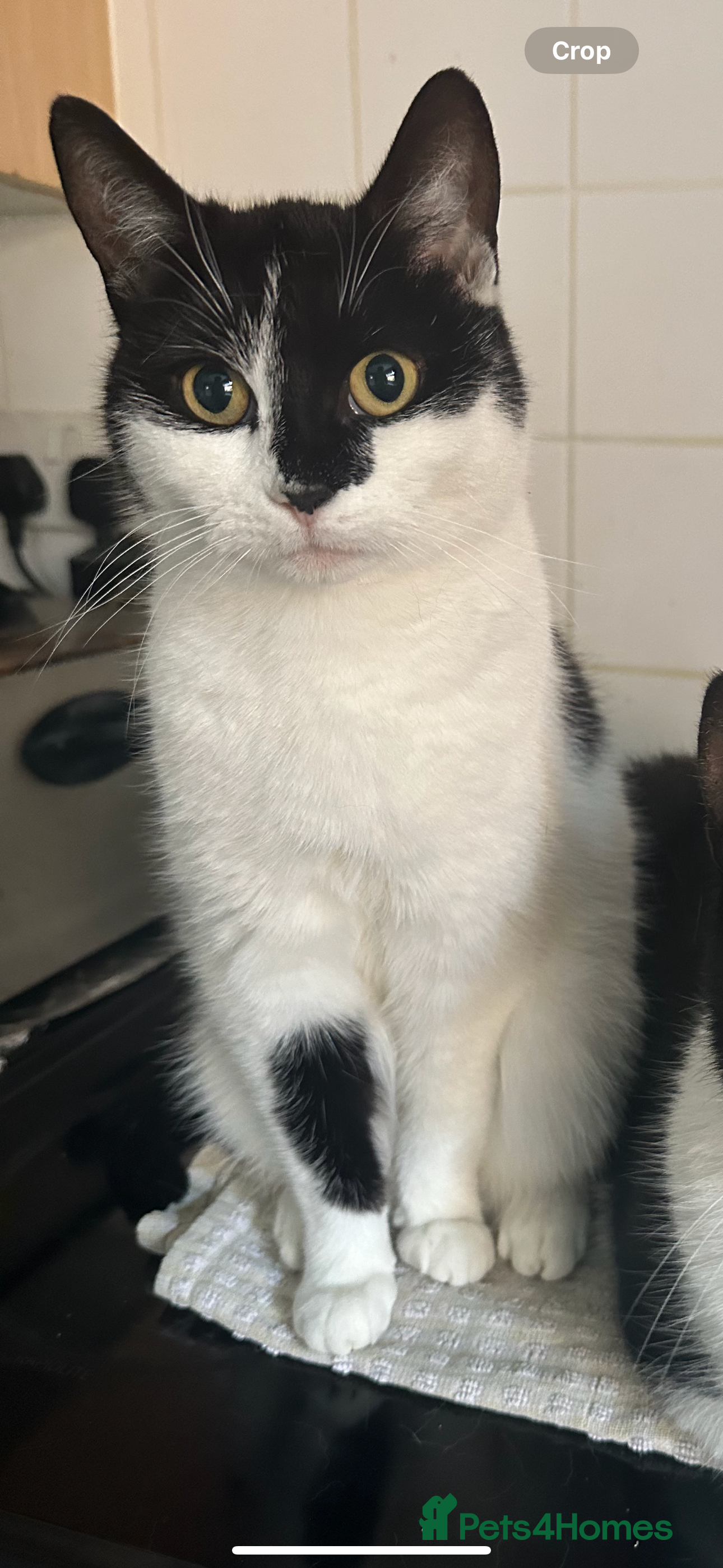 Mixed Breed cats Kittens for sale in Stoke-on-Trent - Advert 1