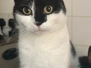 Mixed Breed cats Kittens for sale in Stoke-on-Trent - Advert 1