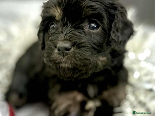 Cavapoo dogs ⭐ 1 Remaining F1 Cavapoo Girl, Health Tested⭐ - Advert 13