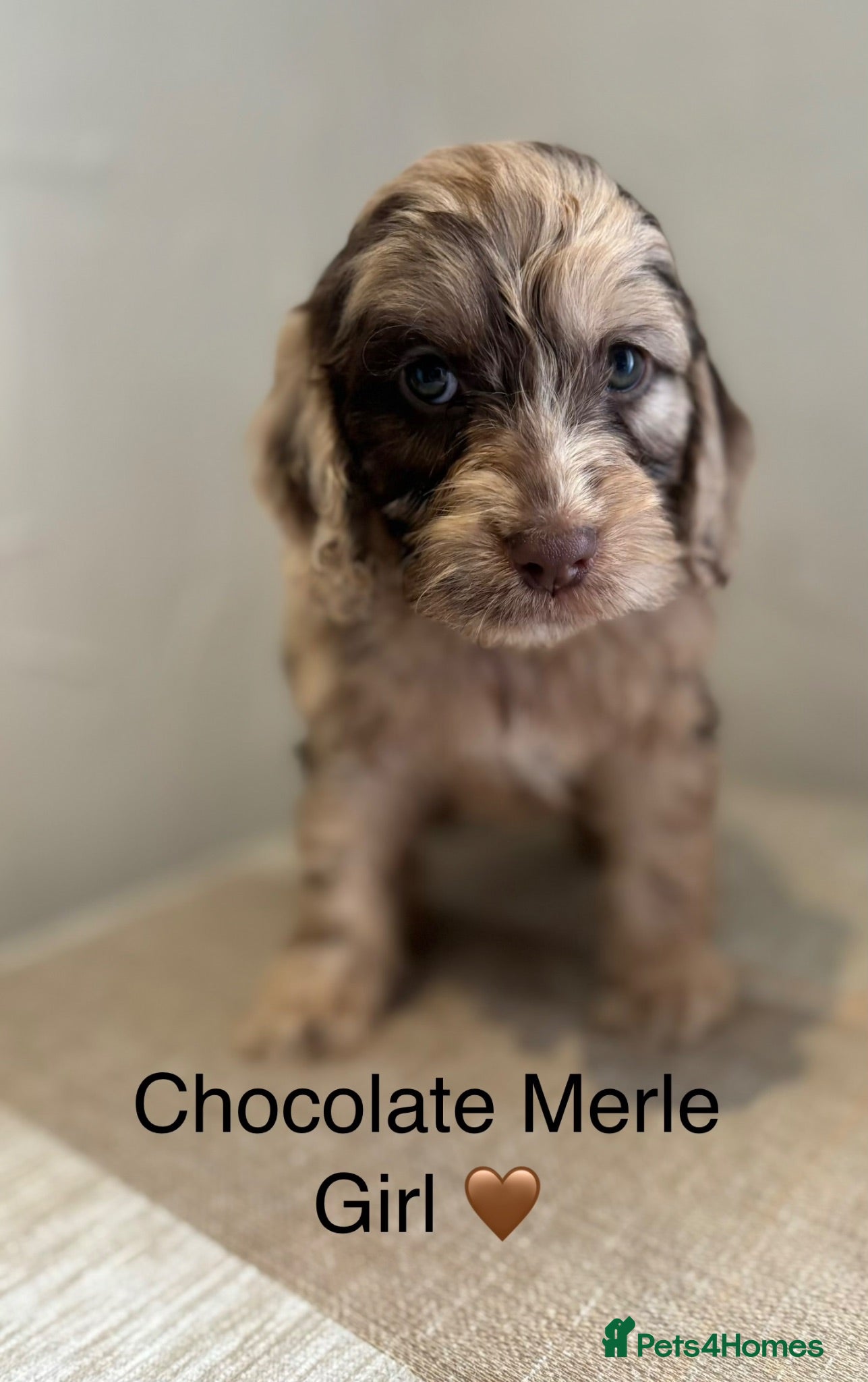 Cockapoo dogs Beautiful F1 Cockapoo Puppies - Advert 2