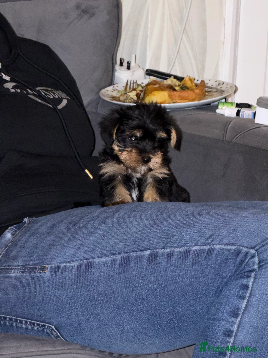 Yorkshire Terrier dogs for sale: 🌸 Stunning Yorkshire terrier puppies available 🌸 - Advert 18